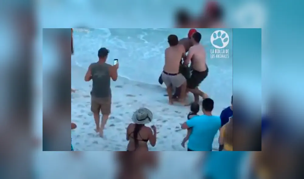 El video viral de YouTube registró el osado plan que hizo un grupo de bañistas para rescatar a un tiburón martillo. El video viral de YouTube registró el osado plan que hizo un grupo de bañistas para rescatar a un tiburón martillo.