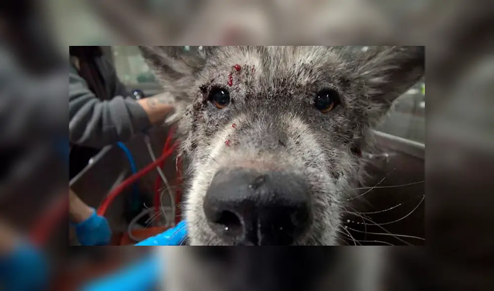 Desliza para ver las fotos de este perro que enamoró a todos en Facebook. Foto: Captura. Desliza para ver las fotos de este perro que enamoró a todos en Facebook. Foto: Captura.