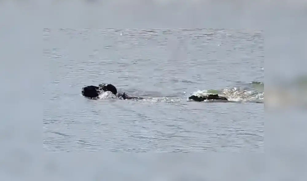 YouTube: Lo increíble sucede cuando un bufalo fue acorralado por feroces leones y cocodrilos [VIDEO]