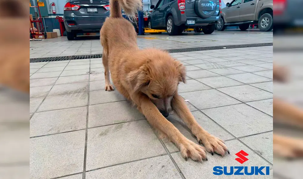 Desliza las imágenes hacia la izquierda para conocer la historia de un perro callejero bautizado como ‘El Firus’. Foto: Suzuki Kabah Cancún.
