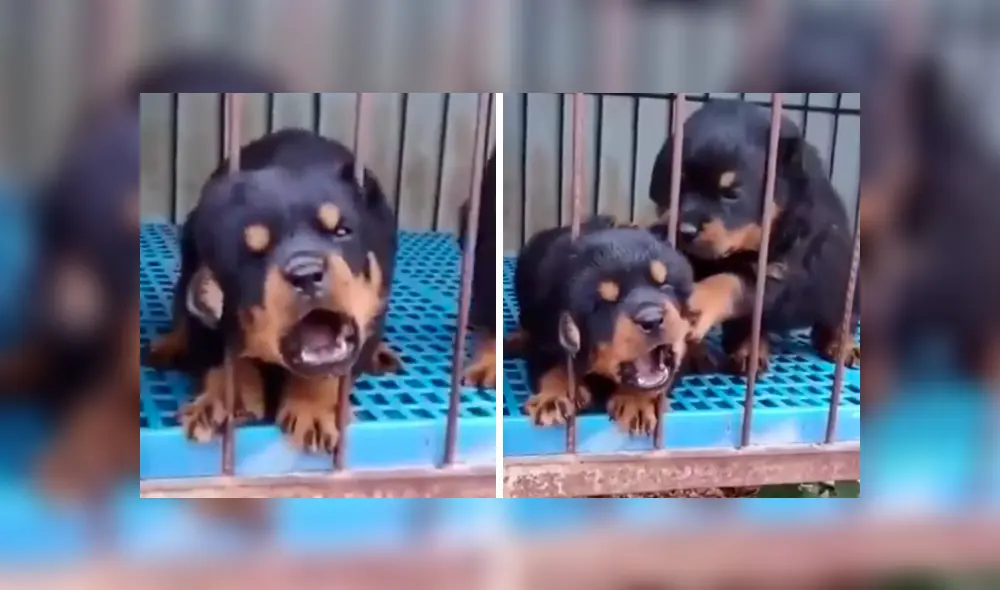 El pequeño rottweiler lloraba de nerviosismo por haber quedado atrapado. Foto: captura