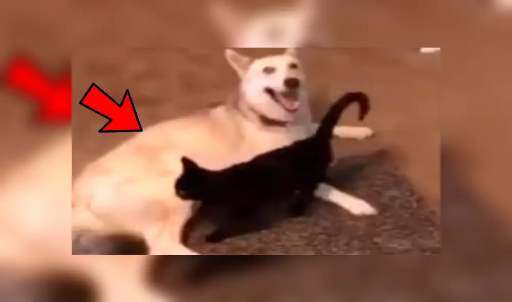 Facebook viral: coloca cámara de seguridad y descubre lo que hacen su perro y su gata en su ausencia Facebook viral: coloca cámara de seguridad y descubre lo que hacen su perro y su gata en su ausencia