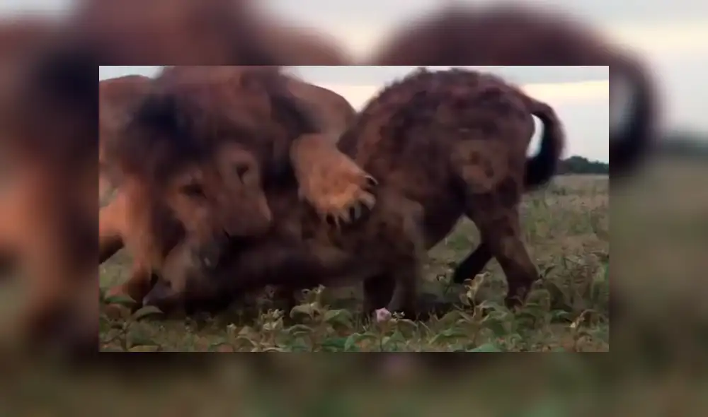 YouTube: Una hiena encontró la muerte al ingresar por error a un campo de leones [VIDEO]