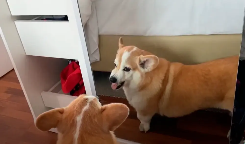 YouTube viral: perro se mira por primera vez al espejo y su curiosa reacción hace reír a miles