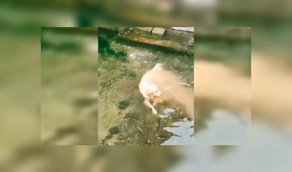 Desliza para ver los detalles de este video viral publicado en Facebook. Foto: Captura.