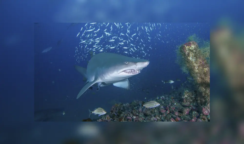 El hombre logró llevar a su esposa hasta la orilla de la playa para que sea atendida por los paramédicos. Foto: EFE/referencial