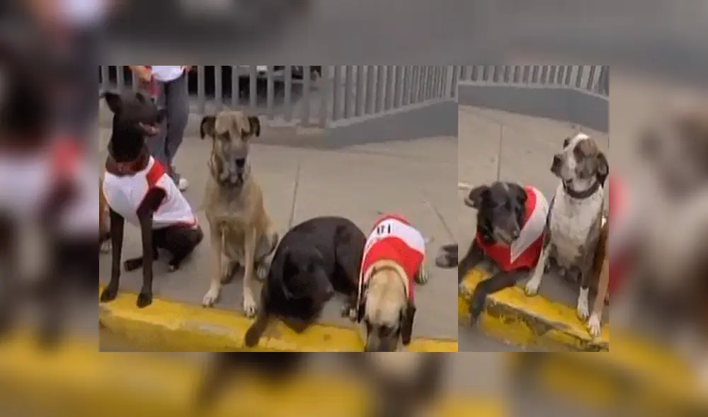 El hincha que tiene perros con nombres de los jugadores de la selección peruana [VIDEO]
