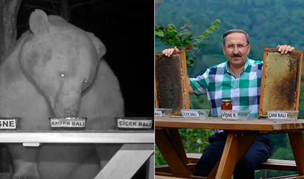 Descubre que osos le robaban su miel y decide ‘contratarlos’ como catadores [VIDEO]