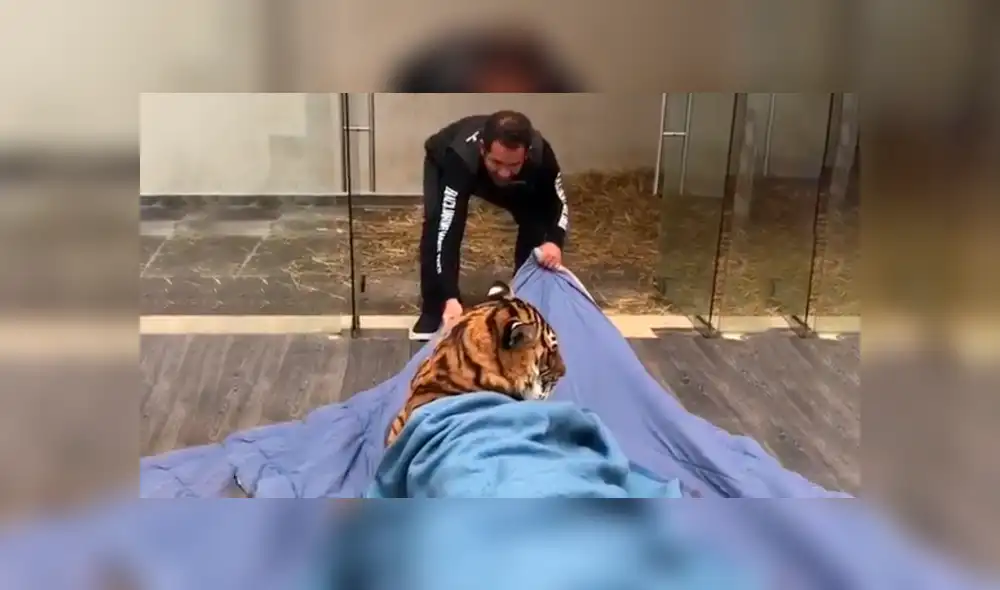 Video viral en Facebook. Cuidador arrastra a tigre dentro de santuario.