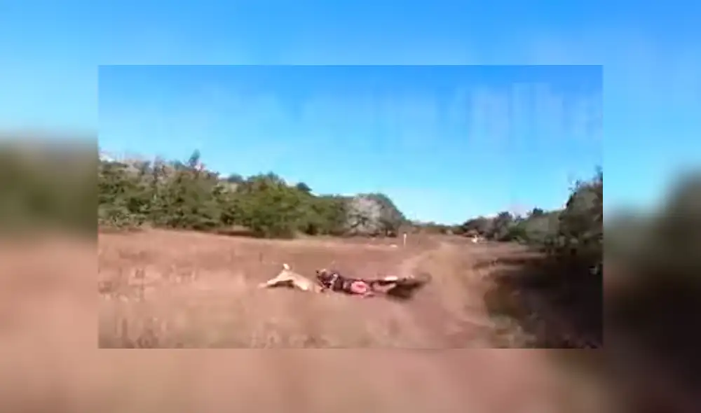 El motociclista no pudo evitar el brutal impacto y junto al animal dieron varias vueltas por el suelo. Foto: captura El motociclista no pudo evitar el brutal impacto y junto al animal dieron varias vueltas por el suelo. Foto: captura