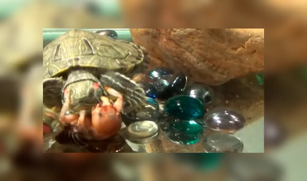 YouTube viral: tortuga se topa con misteriosa criatura y tiene feroz batalla que termina de forma trágica YouTube viral: tortuga se topa con misteriosa criatura y tiene feroz batalla que termina de forma trágica