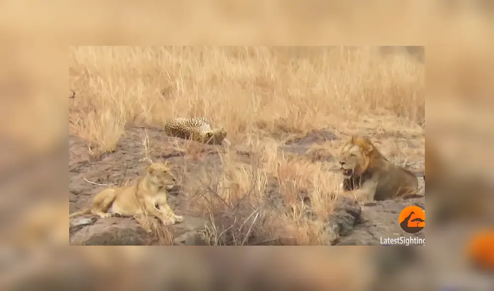 Leones rodean a leopardo para matarlo y el impensado final sorprendente a todos [VIDEO]