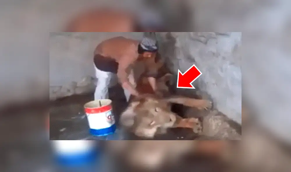 YouTube viral: Este león se dejó bañar cual pequeño gato por hombre que ingresó a su jaula [VIDEO] 