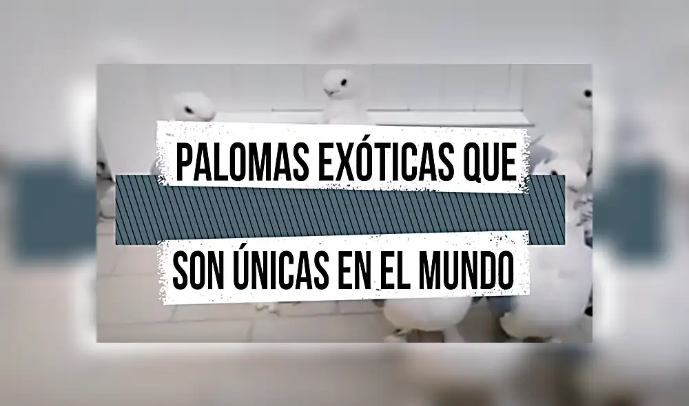 YouTube viral: conoce las siete palomas más extrañas del mundo