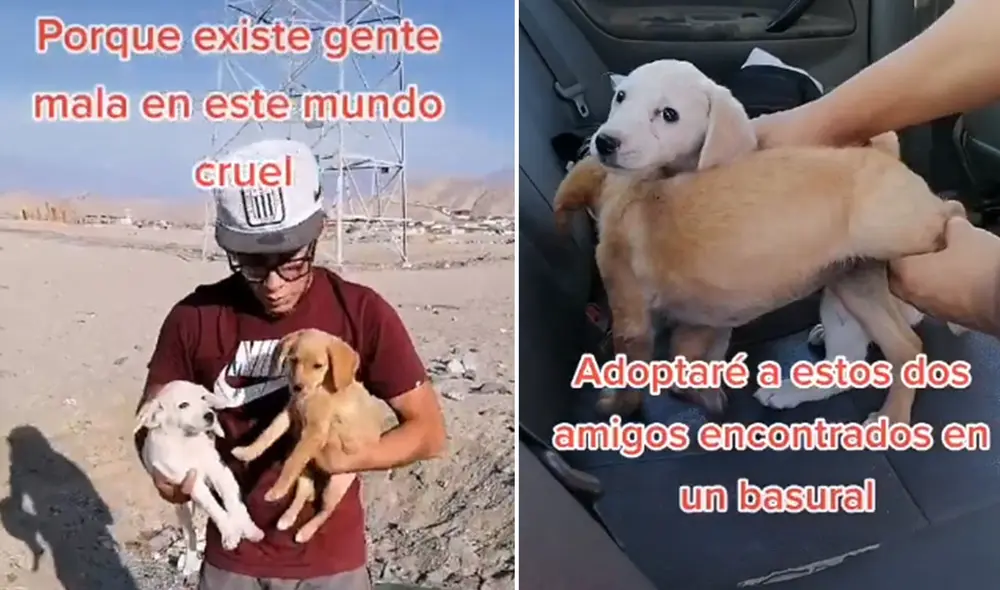 Desliza las imágenes para ver más detalles sobre esta conmovedora escena que es viral en redes sociales. Foto: captura de TikTok