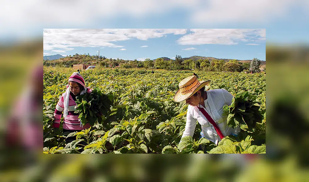 Productivo. Asignación para el sector busca mejorar la competitividad y productividad de la actividad agropecuaria.