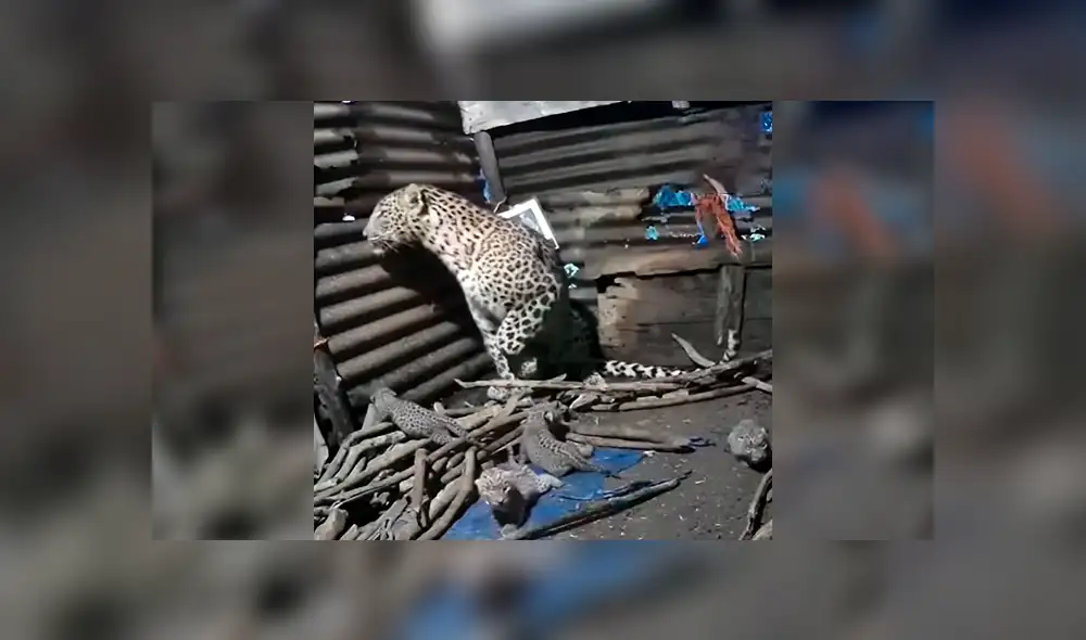 Desliza las imágenes para conocer el momento en que una leoparda cuida de sus crías tras escapar de su hábitat. Foto: La Vanguardia. Desliza las imágenes para conocer el momento en que una leoparda cuida de sus crías tras escapar de su hábitat. Foto: La Vanguardia.