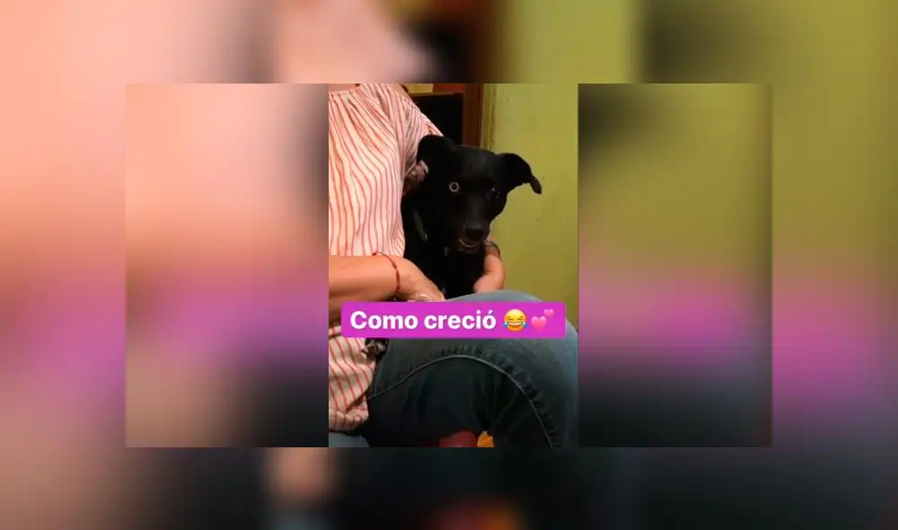 Desliza las imágenes para ver la verdadera raza que tuvo este presunto perro husky siberiano: Genesis Cris/TikTok