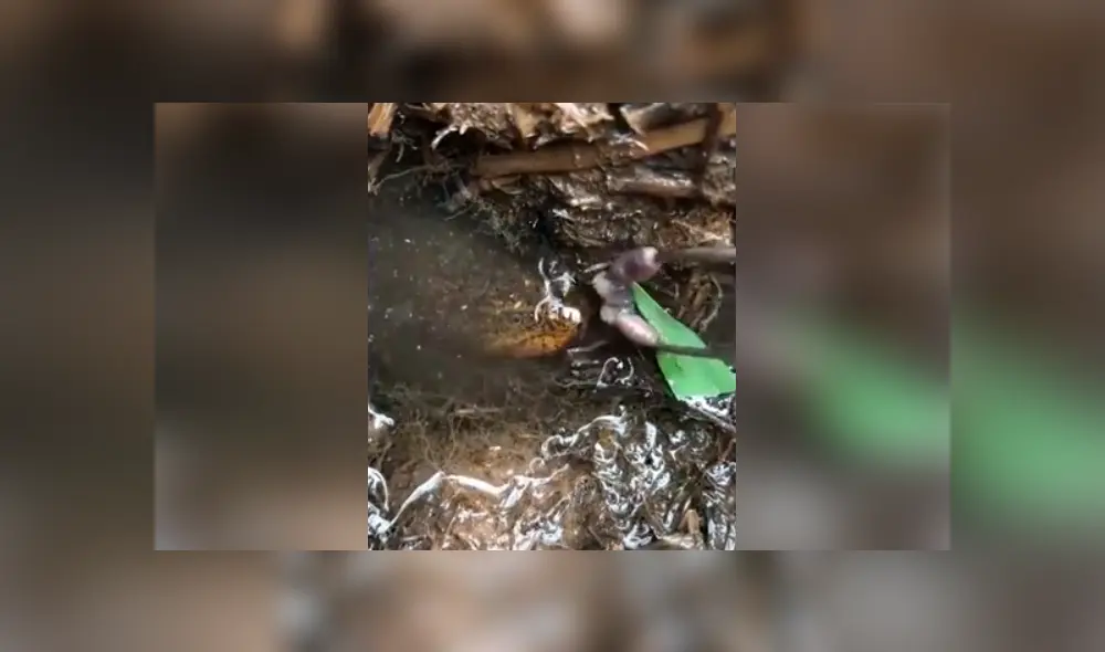 Si quieres ver el aspecto del misterioso pez que aparece en el video viral de Facebook, revisa nuestra galería de fotos, deslizando cada foto hacia la izquierda. Si quieres ver el aspecto del misterioso pez que aparece en el video viral de Facebook, revisa nuestra galería de fotos, deslizando cada foto hacia la izquierda.