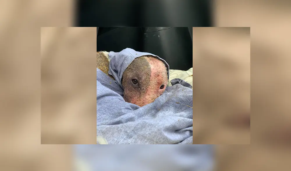 En Facebook, unos miembros de una organización encontraron al indefenso can en un estado deplorable.