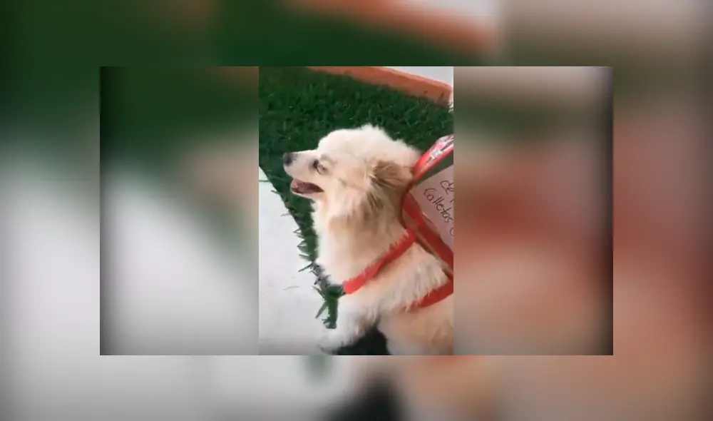 Desliza las imágenes hacia la izquierda para apreciar la conmovedora acción de un perro al obedecer a su dueña.
