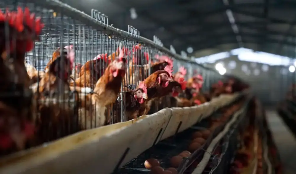 Los controles se incrementaron en Ecuador ante las alertas presentadas en Colombia, Perú y México. Foto: Ministerio de Agricultura de Ecuador