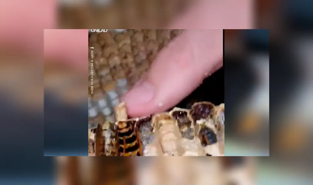 Si quieres ver lo que encontró un joven de Estados Unidos dentro de una bolsa, desliza cada imagen de YouTube hacia la izquierda.