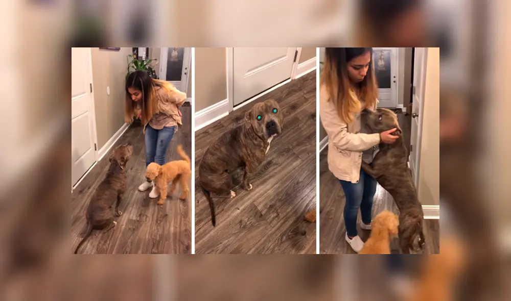 En Facebook, un perro aprovechó la distracción de su dueña para salir de casa y al regresar fue regañado.