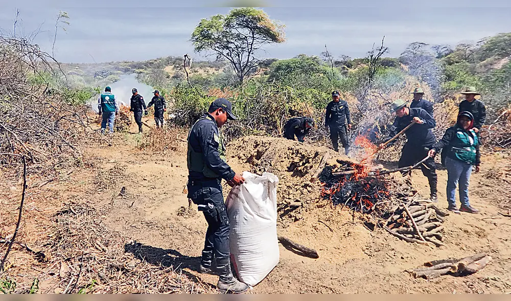 Diligencia. Por tráfico forestal se incauta leña y carbón de algarrobo que son producidos en huaironas (hornos artesanales).