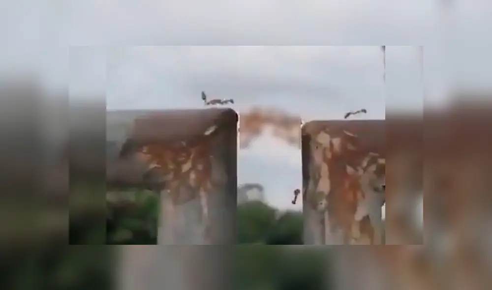 Curioso joven logró captar el impactante momento en el que los insectos se unen y usan curioso truco para salir del problema Curioso joven logró captar el impactante momento en el que los insectos se unen y usan curioso truco para salir del problema