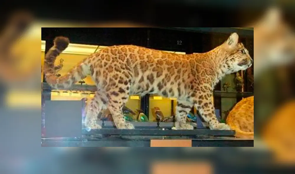 Desliza para ver el aspecto del pumapardo que sorprendió a todos en YouTube. Foto: Captura. Desliza para ver el aspecto del pumapardo que sorprendió a todos en YouTube. Foto: Captura.