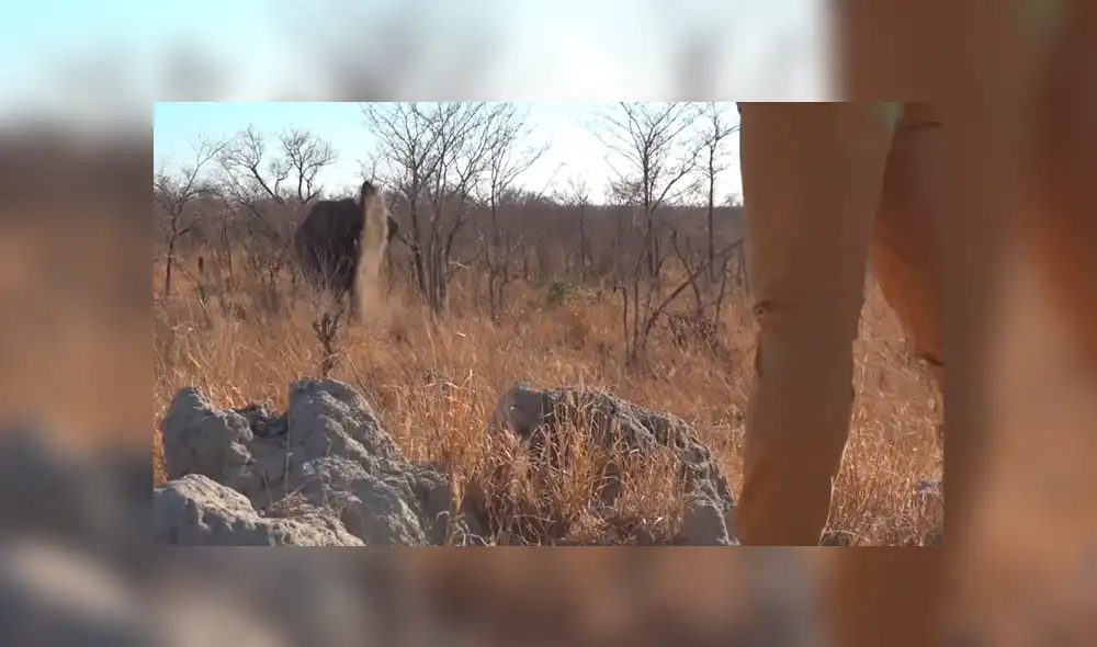 Si quieres ver lo que pasó con los turistas del video viral de YouTube, revisa la galería de fotos deslizando cada imagen hacia la izquierda.