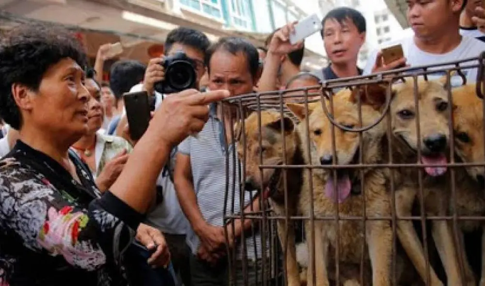 En China se matan alrededor de 10 millones de perros para consumo al año. Foto: Alianza News En China se matan alrededor de 10 millones de perros para consumo al año. Foto: Alianza News