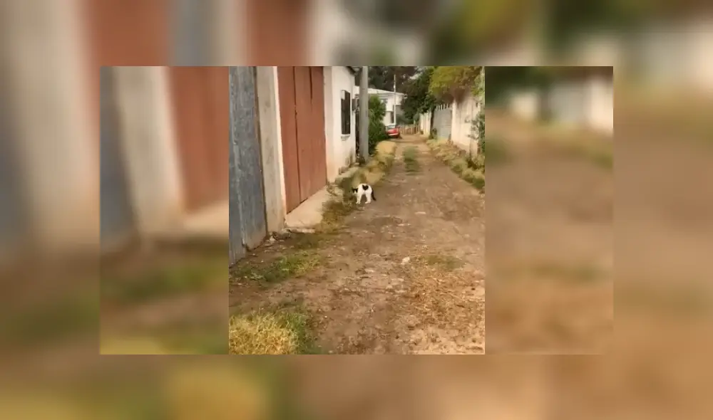 Desliza las imágenes para apreciar el conmovedor comportamiento de un gato callejero al ver a una joven. Fotocaptura: Facebook.