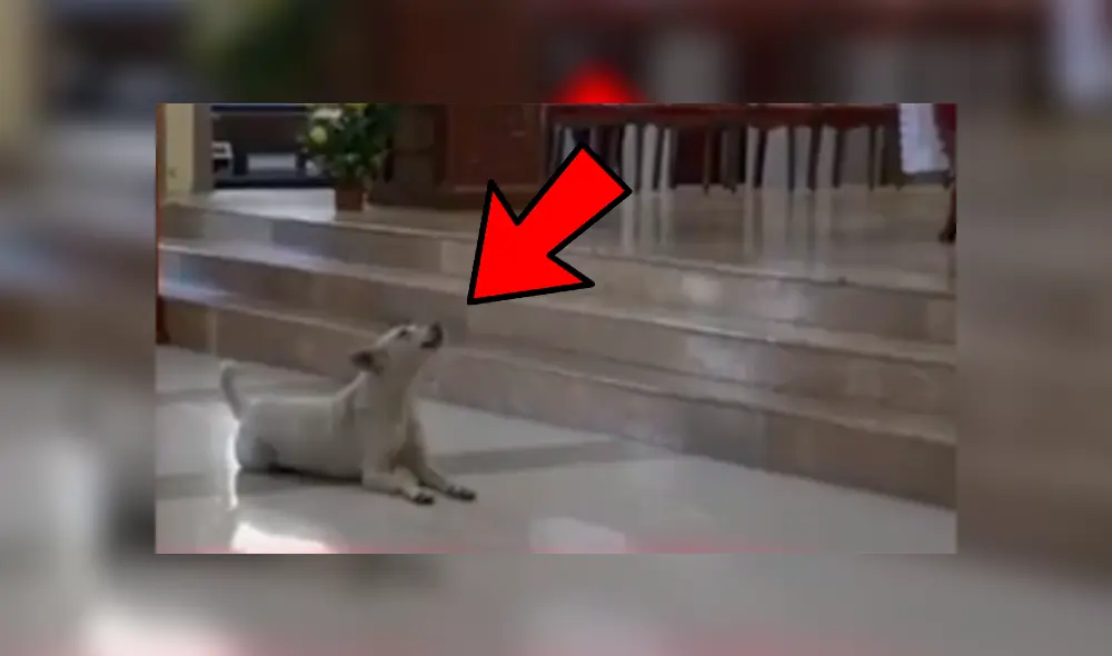 Perro se unió al ferviente canto de un coro parroquial y se robó el show frente a decenas de fieles Perro se unió al ferviente canto de un coro parroquial y se robó el show frente a decenas de fieles