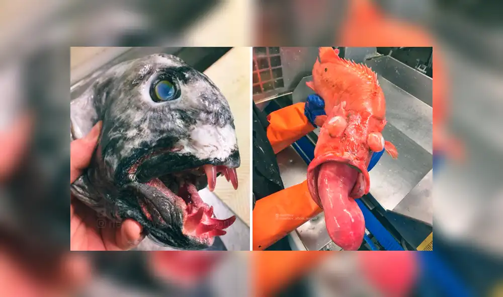 10 extrañas criaturas capturadas en el fondo del mar cuyo aspecto asusta a todos [FOTOS]