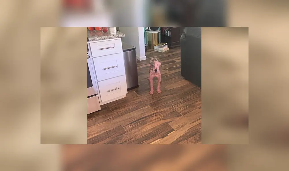 En Facebook, unos miembros de una organización encontraron al indefenso can en un estado deplorable.