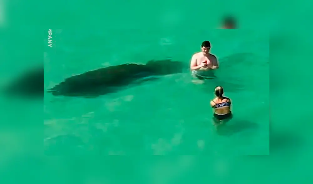 YouTube viral: Enorme criatura emerge del mar y bañistas no se dan cuenta del peligro [VIDEO] 