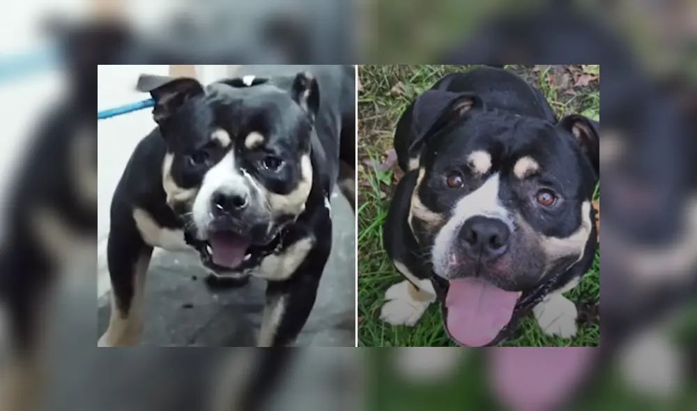 El can gruñó e intentó morder a sus rescatistas, pero cuando se ganaron su confianza cambió completamente. Foto: YouTube