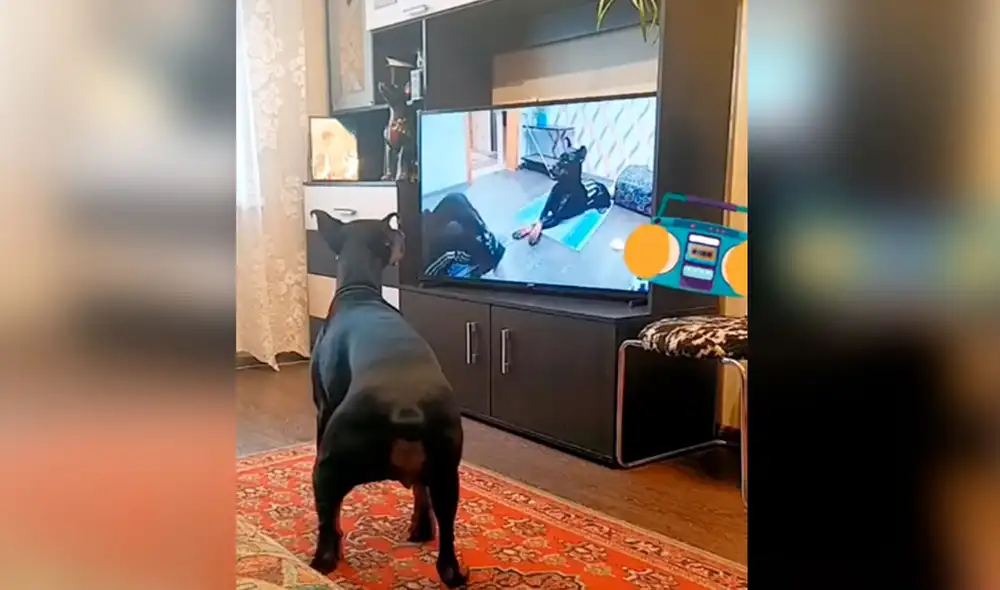 Desliza las imágenes para apreciar la singular escena que protagonizó un perro al hacer ejercicios tras mirar un programa de TV. Foto: captura de TikTok
