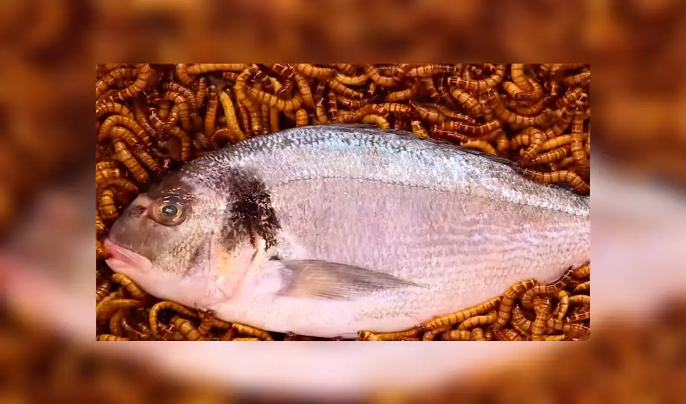 YouTube viral: Arroja pescado a recipiente lleno de gusanos carnívoros y esto sucede [VIDEO]