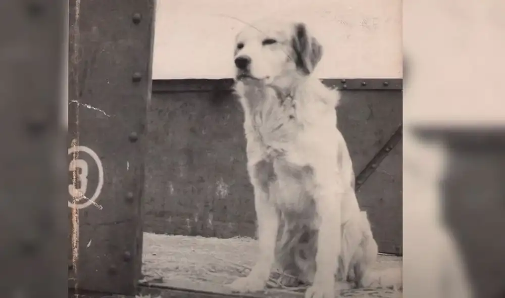 Lampo sabía conectar trenes y viajaba a diversas ciudades. Foto: YouTube/Experto Animal Lampo sabía conectar trenes y viajaba a diversas ciudades. Foto: YouTube/Experto Animal