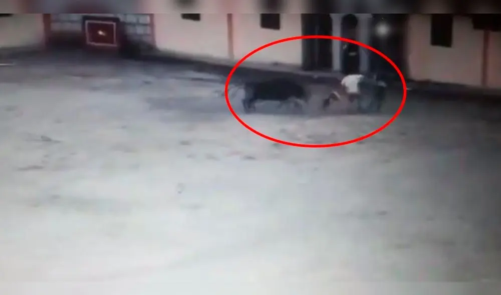 Varón murió tras recibir varias cornadas en Cusco [VIDEO]