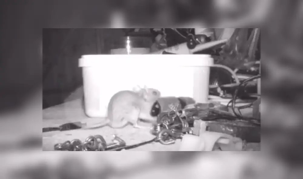 YouTube viral: ratón que ordenó casa por un mes dejó en shock a anciano que no se había percatado del hecho [VIDEO] 