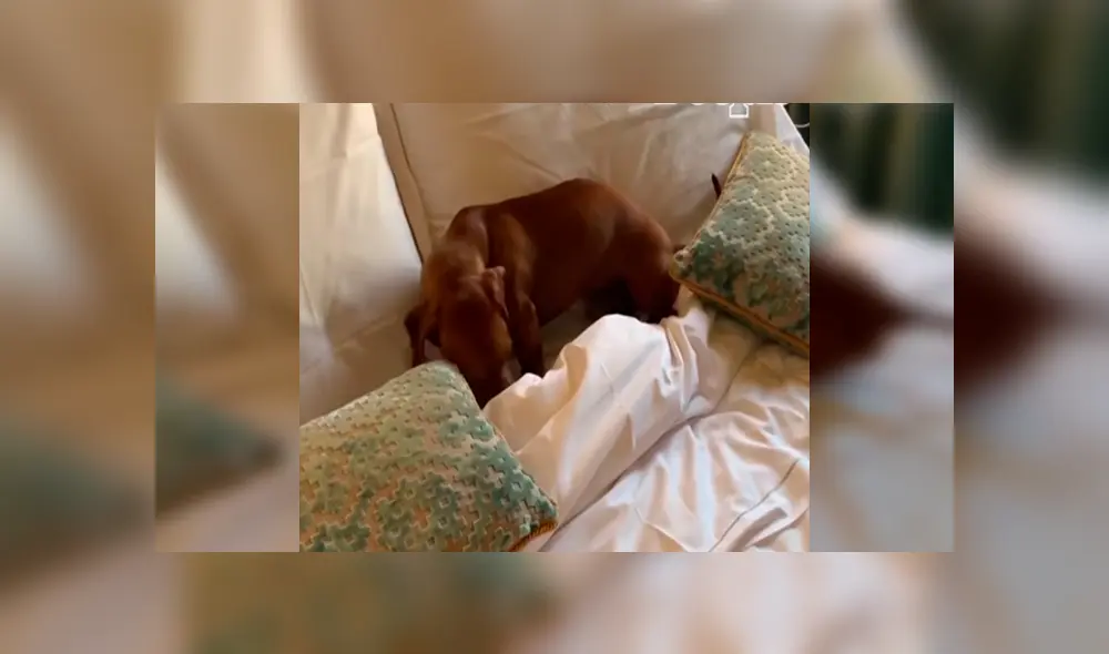 En Facebook, un perro aprovechaba la ausencia de su amo para echarse en su enorme cama y fue descubierto. En Facebook, un perro aprovechaba la ausencia de su amo para echarse en su enorme cama y fue descubierto.