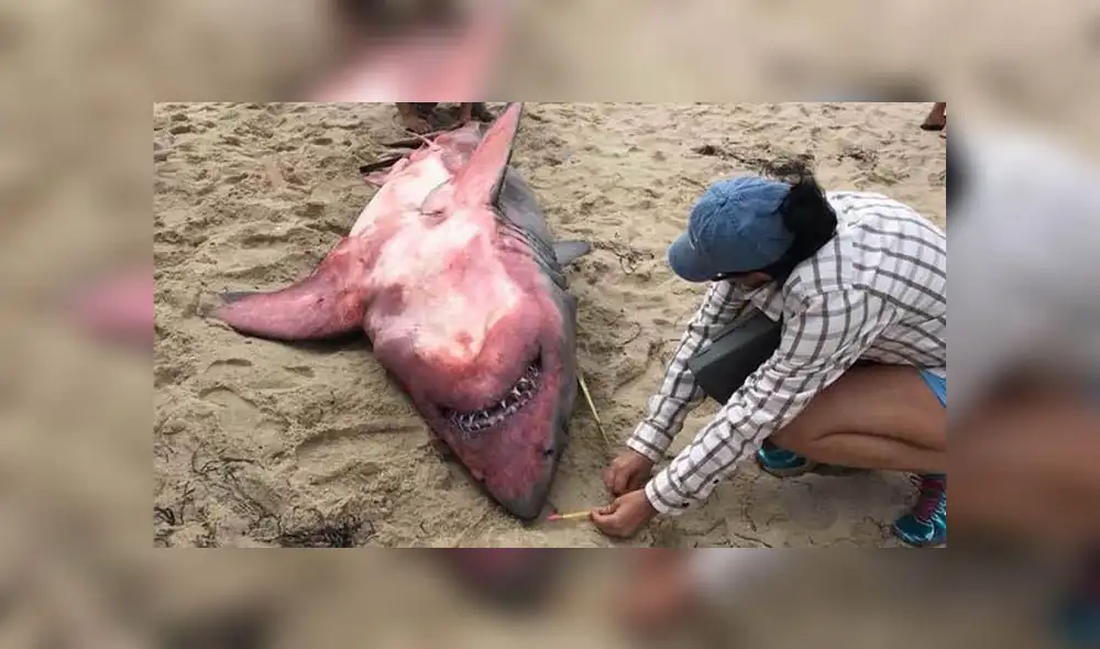 Encuentran tiburón muerto y lo que descubrieron en su cuerpo sorprende [FOTOS]