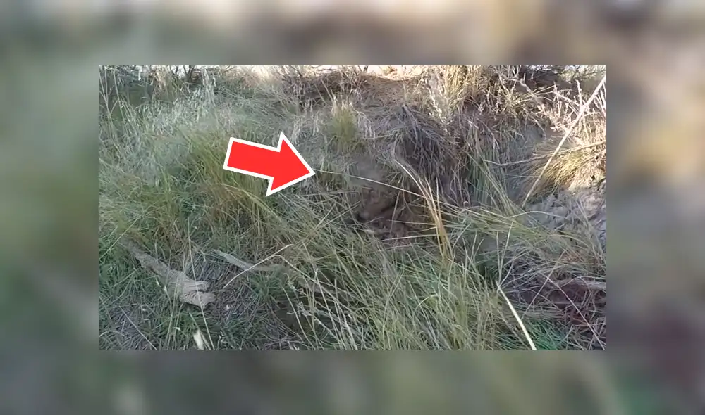 YouTube viral: turista escucha extraños sonidos en la selva y descubre misteriosos reptiles [VIDEO]