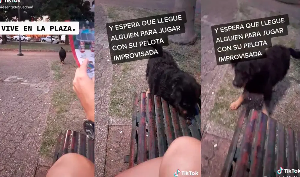 Desliza las imágenes para ver la peculiar escena que protagonizó este can callejero. Foto: captura de TikTok/presentado23adrian