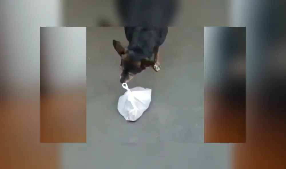 Facebook viral: perro callejero pide comida en restaurante y sorprende con su ‘educación’ al hacerlo Facebook viral: perro callejero pide comida en restaurante y sorprende con su ‘educación’ al hacerlo