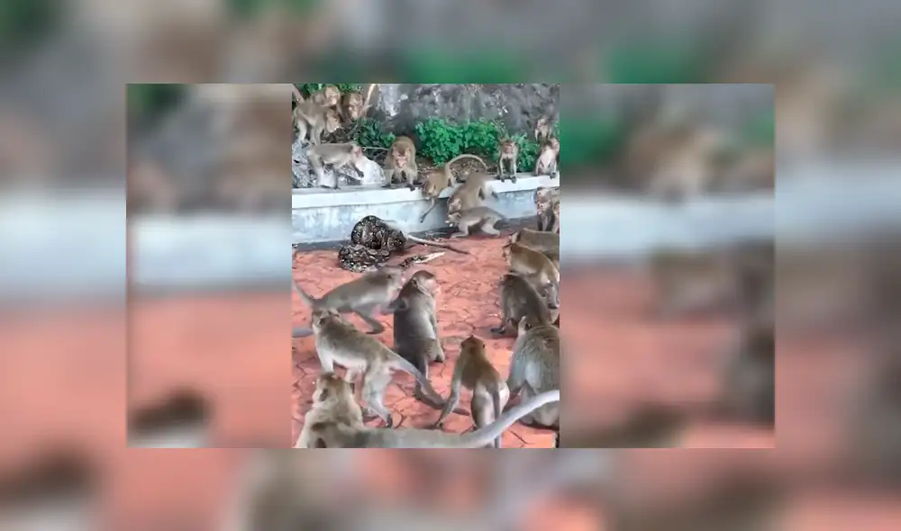 Video es viral en Facebook. Impactantes imágenes muestran cómo decenas de monos hacen lo posible para salvar a su compañero de la feroz serpiente